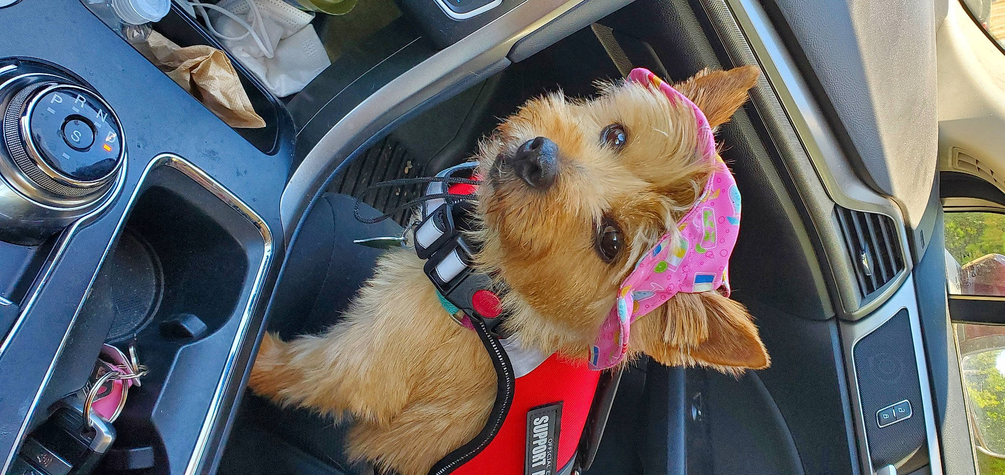Delilah is registered to the contest to win money with this photo: auto_part, automotive_exterior, car, carnivore, collar, companion_dog, dog, dog_clothes, dog_supply, fur, lakeland_terrier, motor_vehicle, radio, small_terrier, terrier, toy_dog, vehicle, vertebrate, working_animal, yorkshire_terrier
