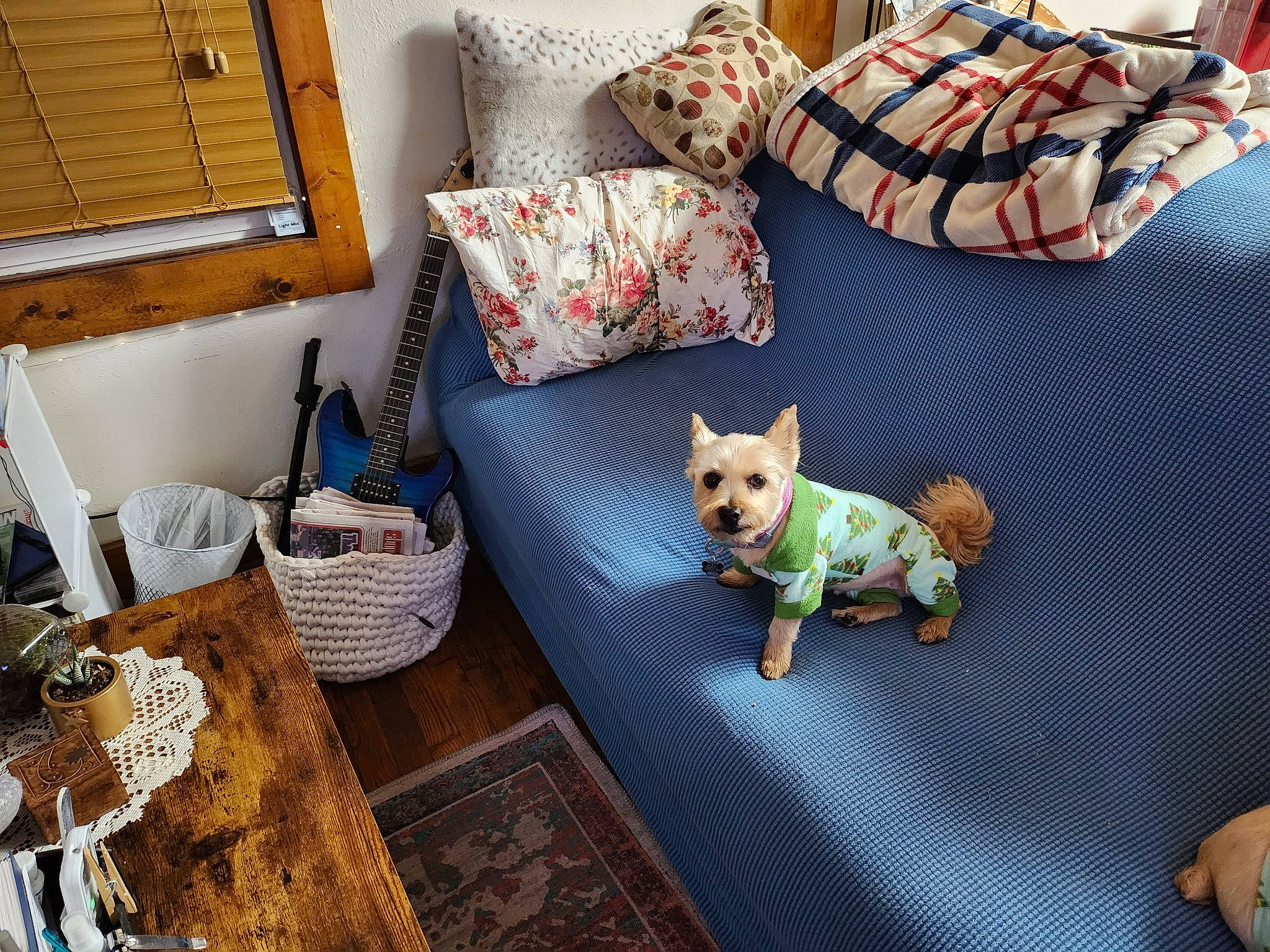 Delilah is registered to the contest to win money with this photo: carnivore, comfort, companion_dog, couch, dog, dog_breed, dog_supply, fawn, flooring, linens, living_room, mammal, pet_supply, pillow, studio_couch, throw_pillow, toy, toy_dog, vertebrate, wood