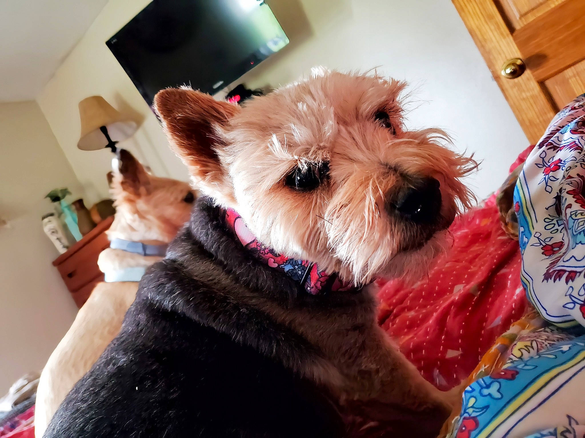 Krissy joined the competition — help win amazing prizes! carnivore, collar, companion_dog, dog, dog_breed, dog_supply, ear, fashion_accessory, fawn, fur, hardwood, houseplant, small_terrier, snout, sporting_group, terrier, toy_dog, wood, wood_stain, working_animal