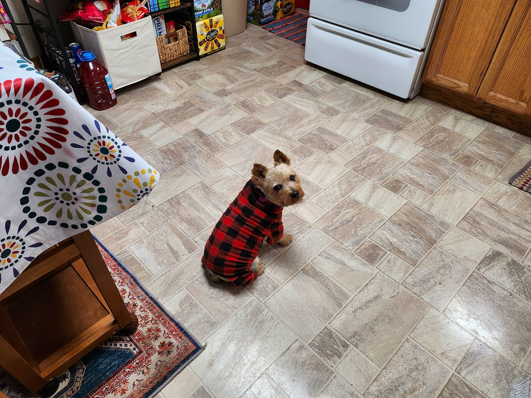 Krissy joined the competition — help win amazing prizes! cabinetry, carnivore, comfort, companion_dog, dog, dog_breed, dog_supply, drawer, floor, flooring, hardwood, interior_design, kitchen_appliance, laminate_flooring, living_room, pattern, plaid, tartan, wood, wood_stain