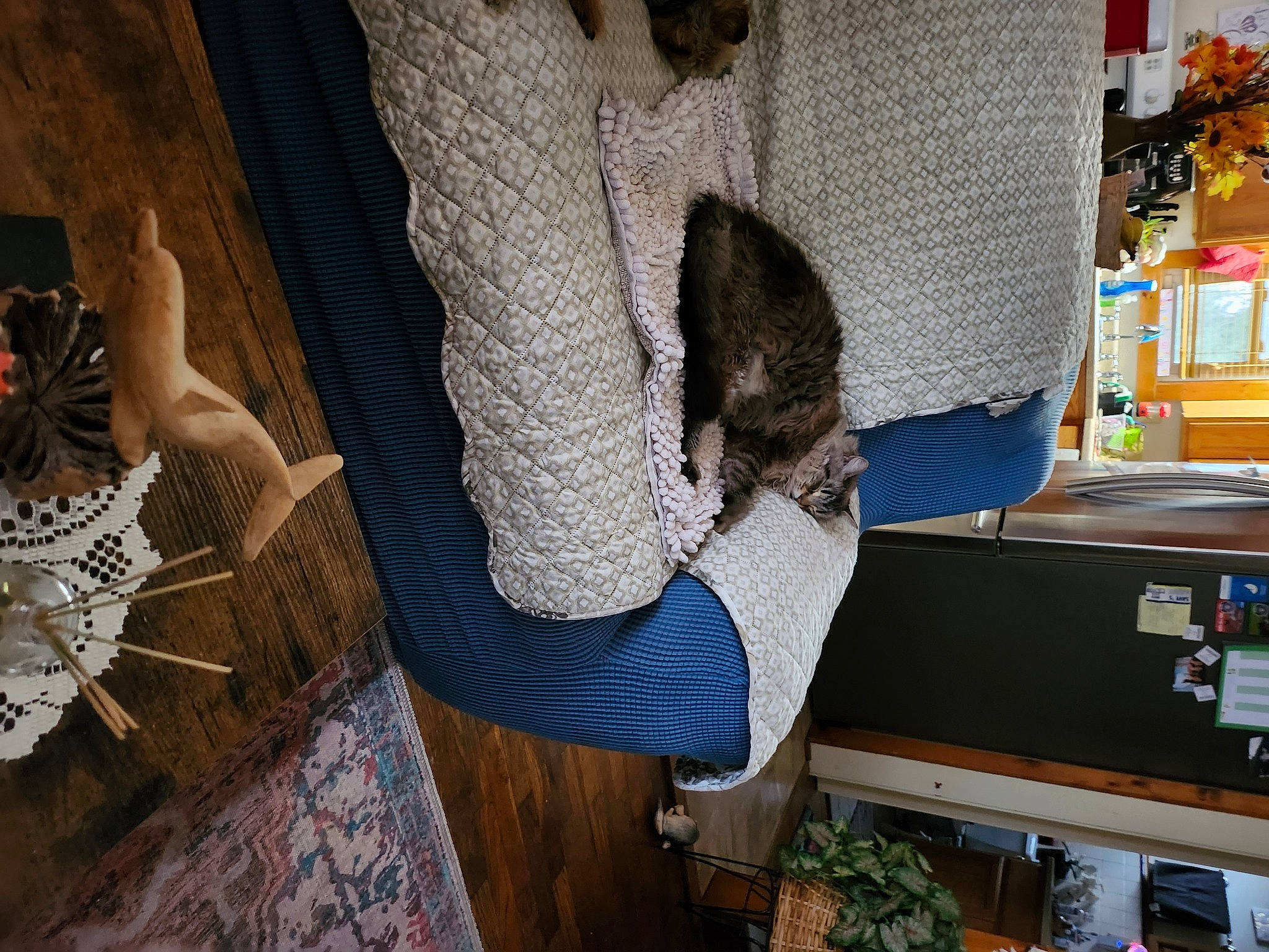 Cracker is registered to the contest to win money with this photo: carpet, comfort, denim, flooring, fur, hat, human_leg, linens, pattern, room, suit, t_shirt, textile, thread, tree, weaving, wood, wool, woolen, woven_fabric