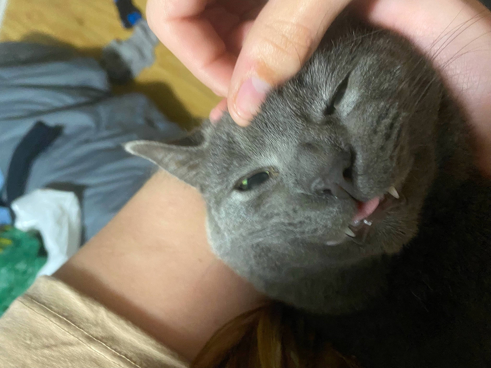 Grayson joined the competition — help win amazing prizes! carnivore, cat, claw, comfort, domestic_short_haired_cat, ear, felidae, finger, fur, russian_blue, small_to_medium_sized_cats, snout, terrestrial_animal, whiskers