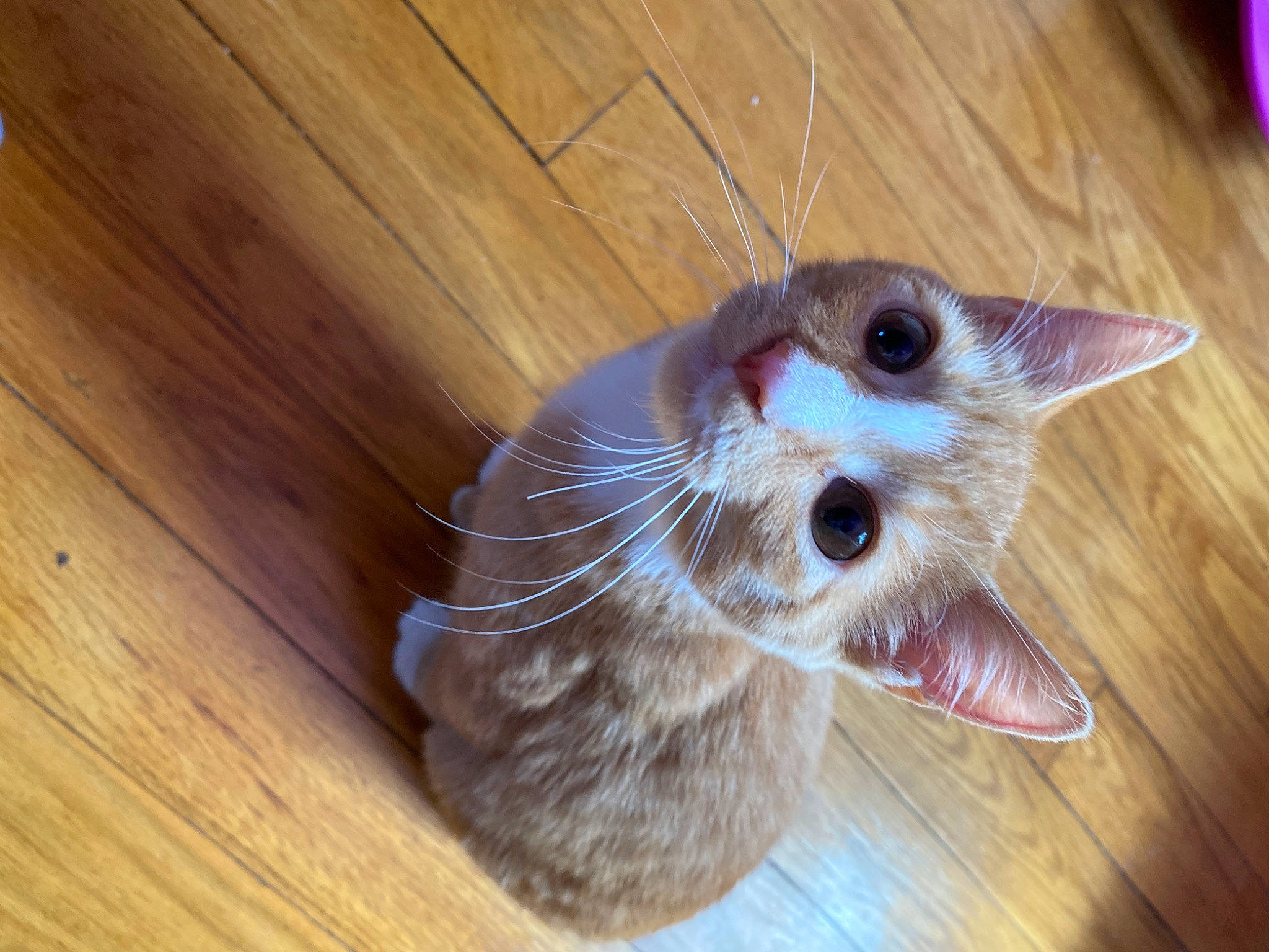 Scooter joined the competition — help win amazing prizes! carnivore, cat, claw, domestic_short_haired_cat, eye, fawn, felidae, flooring, foot, fur, hardwood, paw, plank, small_to_medium_sized_cats, snout, tail, varnish, whiskers, wood, wood_stain