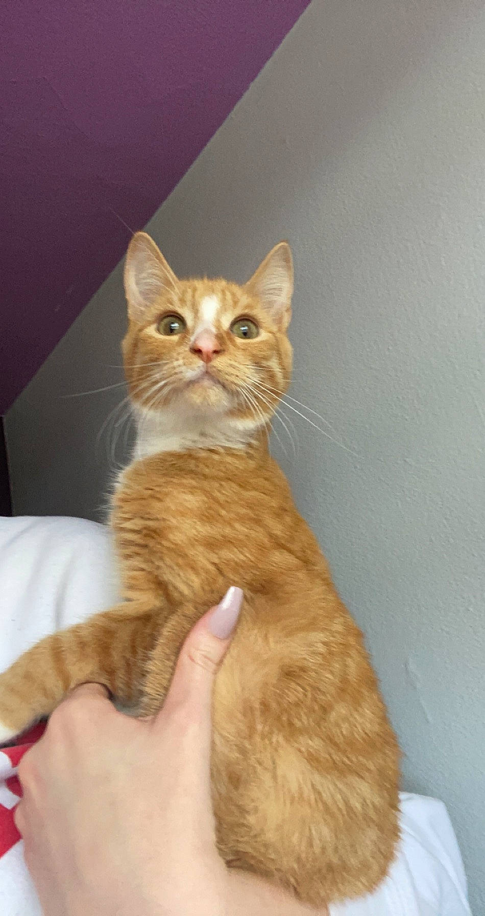 Scooter joined the competition — help win amazing prizes! carnivore, cat, claw, comfort, domestic_short_haired_cat, ear, eye, fawn, felidae, foot, fur, gesture, head, paw, peach, small_to_medium_sized_cats, snout, tail, whiskers, window