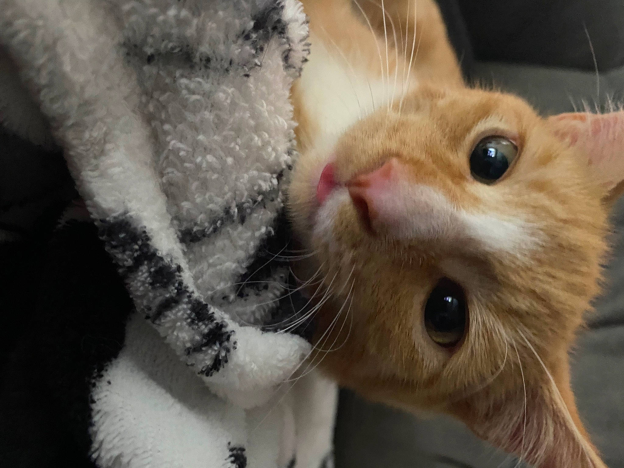 Scooter is registered to the contest to win money with this photo: carnivore, cat, claw, domestic_short_haired_cat, ear, eyelash, fawn, felidae, fur, iris, paw, rodent, small_to_medium_sized_cats, snout, tail, whiskers