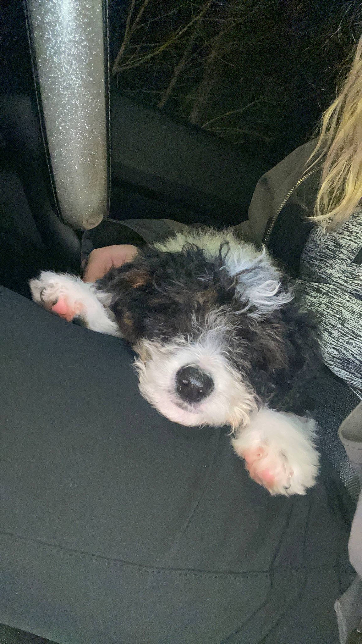 Willow is registered to the contest to win money with this photo: canidae, carnivore, comfort, companion_dog, dog, dog_breed, foot, fur, non_sporting_group, paw, puppy, snout, sporting_group, sports_equipment, terrier, toy_dog, whiskers, working_animal