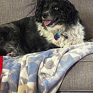 Freckles joined the competition — help win amazing prizes! animal, black_and_white, blanket, blue_eye, canine, comfort, couch, cozy, dog, domestic, friendly, fur, home, indoor, laying_down, pet, portrait, red_pillow, relaxed, tongue_out