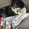 animal, black_and_white, blanket, blue_eye, canine, comfort, couch, cozy, dog, domestic, friendly, fur, home, indoor, laying_down, pet, portrait, red_pillow, relaxed, tongue_out