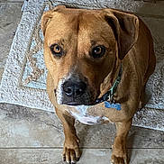 Linus is registered to the contest to win money with this photo: dog, brown_dog, pet, animal, sitting, looking_up, floor, rug, indoor, collar, tag, ears, paws, face, eyes, canine, fur, domestic, portrait, waiting
