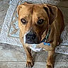 dog, brown_dog, pet, animal, sitting, looking_up, floor, rug, indoor, collar, tag, ears, paws, face, eyes, canine, fur, domestic, portrait, waiting