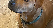 Linus joined the competition — help win amazing prizes! dog, brown_dog, pet, canine, collar, floor, tile_floor, ears, looking_up, alert, domestic_animal, indoor, mammal, snout, fur, paws, animal, cute, companion, curious