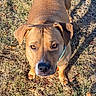 Linus is registered to the contest to win money with this photo: dog, animal, pet, outdoor, grass, brown, canine, ears, eyes, nose, collar, sunlight, nature, looking_up, curious, fur, mammal, daylight, shadow, ground