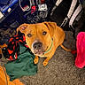 dog, brown_dog, pet, indoor, carpet, clothes, shoes, bag, floor, looking_up, collar, wooden_floor, curious, messy_room, footwear, fabric, red, green, black, casual