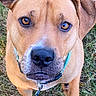 Linus is registered to the contest to win money with this photo: dog, animal, pet, canine, close_up, brown_coat, collar, outdoor, grass, curious, looking_up, ears, snout, whiskers, portrait, muzzle, friendly, alert, nature, companion