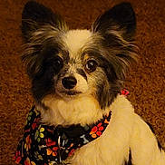 Charlie is registered to the contest to win money with this photo: animal, attentive, bandana, black_and_white, carpet, collar, colorful, cute, dog, eyes, fluffy, fur, indoor, looking, nose, paw_print, pet, portrait, sitting, small_dog