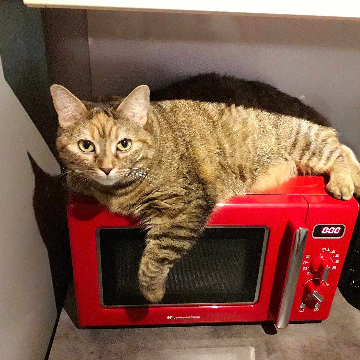 Kitty