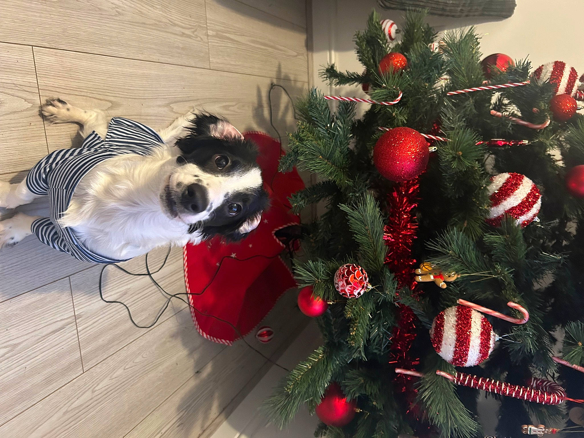 Freddie joined the competition — help win amazing prizes! carmine, carnivore, christmas, christmas_decoration, christmas_eve, christmas_ornament, christmas_tree, companion_dog, conifer, dog, dog_breed, event, evergreen, fur, holiday, holiday_ornament, interior_design, ornament, twig, whiskers