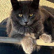 Keely joined the competition — help win amazing prizes! cat, gray_cat, fluffy, paws, metal_bar, sunlight, shadow, wall, texture, outdoor, animal, pet, feline, resting, closeup, yellow_eyes, cute, fur, whiskers, concrete_floor