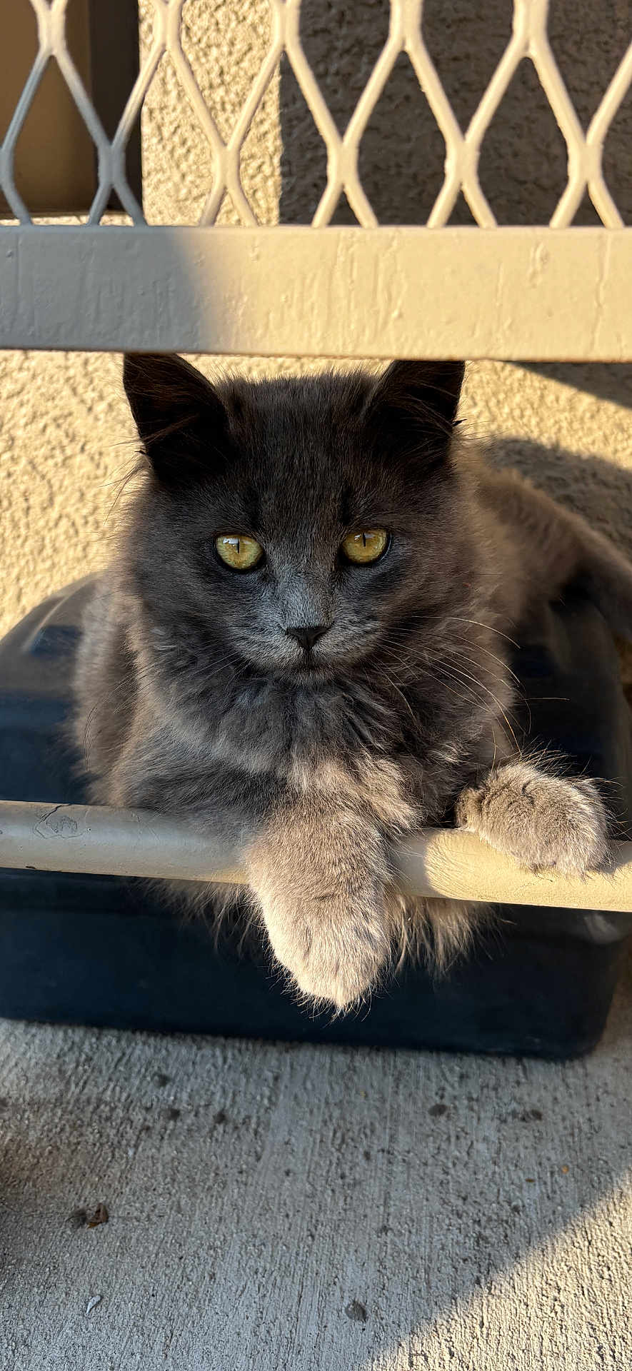 Keely joined the competition — help win amazing prizes! cat, gray_cat, fluffy, paws, metal_bar, sunlight, shadow, wall, texture, outdoor, animal, pet, feline, resting, closeup, yellow_eyes, cute, fur, whiskers, concrete_floor