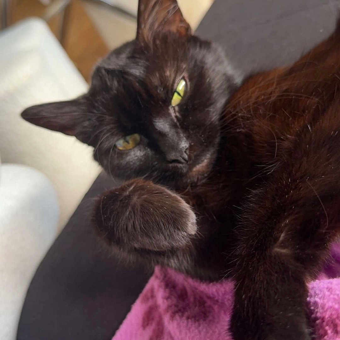 Happy a rejoint le concours — aidez-le/la à gagner de superbes lots ! animal, black_cat, blanket, cat, closeup, comfort, cozy, domestic, feline, fur, household, indoor, paw, pet, purple_blanket, relaxed, resting, sleepy, sofa, whiskers