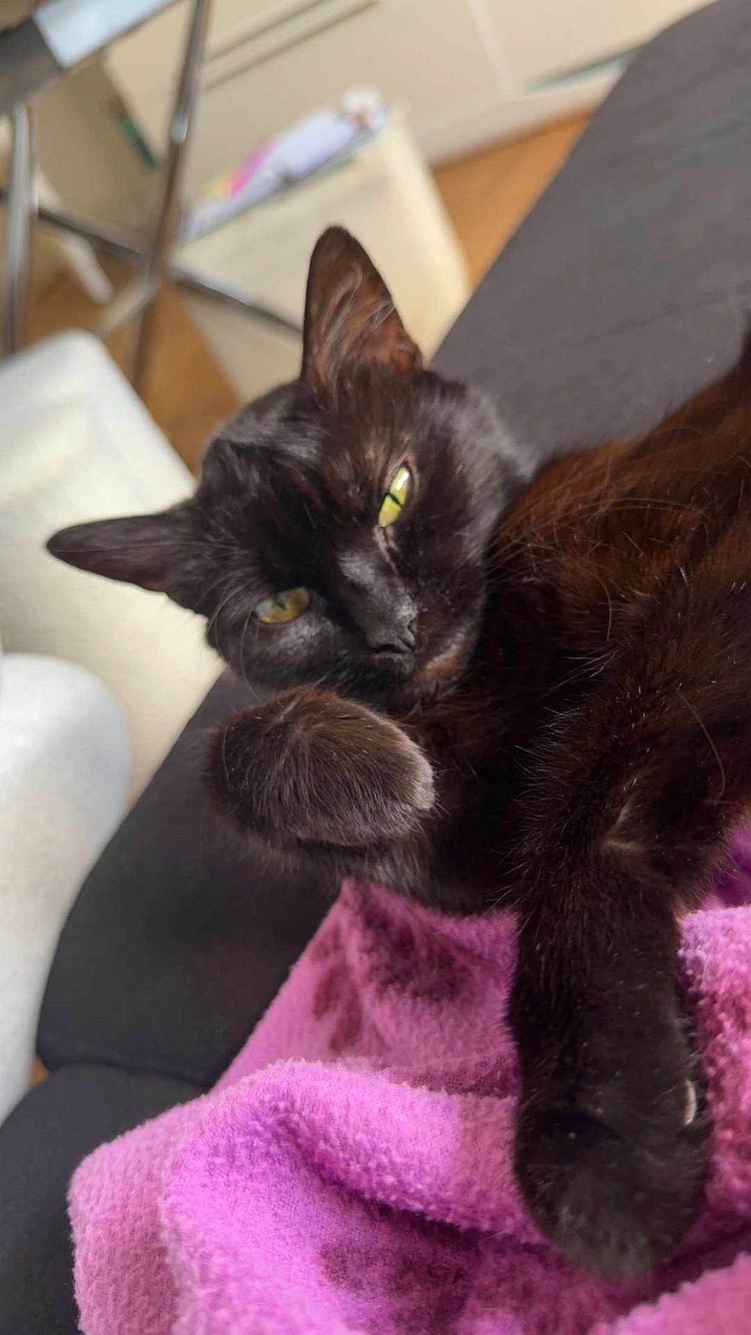 Happy a rejoint le concours — aidez-le/la à gagner de superbes lots ! black_cat, cat, pet, animal, feline, sleepy, relaxed, indoor, blanket, purple_blanket, fur, whiskers, paw, closeup, resting, cozy, household, sofa, comfort, domestic