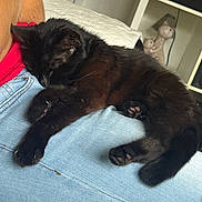 Happy participe au concours pour gagner de l'argent avec cette photo : cat, black_cat, sleeping, pet, lap, jeans, red_shirt, person, indoor, home, blanket, figurine, decor, cozy, resting, paw, feline, relaxation, cute, domestic