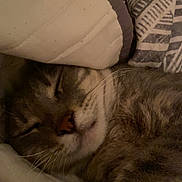 Juneau joined the competition — help win amazing prizes! animal, blanket, cat, closeup, comfort, cozy, cute, domestic, face, fur, indoor, mammal, pet, quilt, relaxing, resting, sleeping, tabby, warm, whiskers