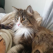 Raven participe au concours pour gagner de l'argent avec cette photo : cat, long_haired_cat, fluffy, tabby, white_chest, brown_fur, green_eyes, pink_nose, whiskers, indoors, blanket, bed, cozy, portrait, close_up, pet, relaxed, sitting, animal, natural_light