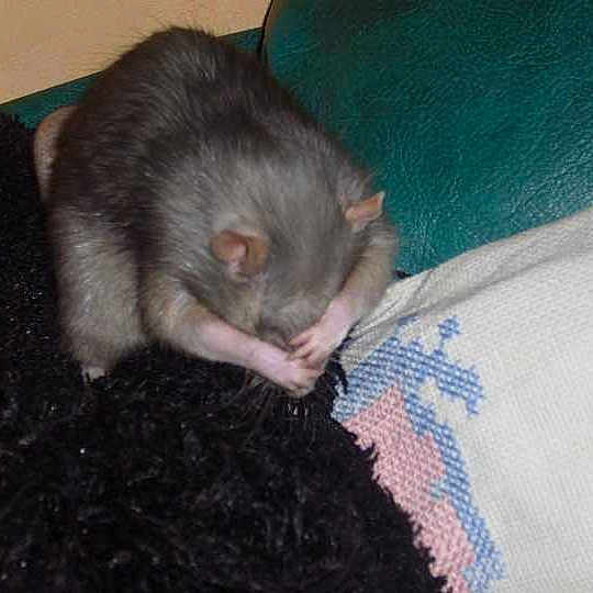 Rosalie