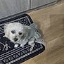 dog, small_dog, white_fur, maltese, pet, dog_in_clothes, dog_dress, mat, patterned_mat, wooden_floor, indoor, cabinet, kitchen, cute, looking_up, puppy_eyes, toy, shadow, portrait, companion