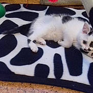 Olympe participe au concours pour gagner de l'argent avec cette photo : carnivoran, cat, cat_like_mammal, dog_breed_group, domestic_short_haired_cat, european_shorthair, fur, kitten, paw, small_to_medium_sized_cats, tail, whiskers