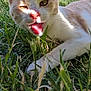 cat, animal, pet, grass, outdoor, sunlight, playful, close_up, feline, nature, greenery, whiskers, ears, mouth_open, tongue, daylight, background_blur, relaxing, lying_down, summer