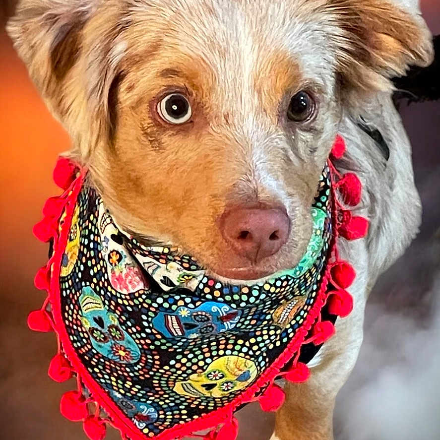 Ozzy joined the competition — help win amazing prizes! accessories, animal, bandana, canine, clothing, dog, face, head, headband, hound, jewelry, necklace, person, pet, photography, portrait, puppy, scarf, terrier, whitedog