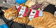 Pumpkin joined the competition — help win amazing prizes! bedroom, cat, clothes, cozy, cute, domestic_cat, feline, holiday_sweater, indoor, napping, orange_tabby, pet, pile, plush_toys, resting, sleeping, soft, stuffed_animals, sweater, warm