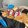 bedroom, cat, clothes, cozy, cute, domestic_cat, feline, holiday_sweater, indoor, napping, orange_tabby, pet, pile, plush_toys, resting, sleeping, soft, stuffed_animals, sweater, warm