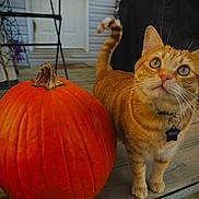 Pumpkin joined the competition — help win amazing prizes! cat, orange_tabby, pumpkin, porch, wooden_floor, outdoor, pet, animal, curious, closeup, fall, autumn, door, furniture, collar, tag, whiskers, tail, eyes, domestic_cat