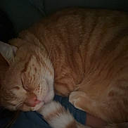 Pumpkin joined the competition — help win amazing prizes! animal, cat, closed_eyes, closeup, cozy, curled_up, cute, domestic_cat, feline, fur, indoor, orange_tabby, pet, relaxing, resting, sleeping, soft, tail, warm, whiskers