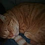 animal, cat, closed_eyes, closeup, cozy, curled_up, cute, domestic_cat, feline, fur, indoor, orange_tabby, pet, relaxing, resting, sleeping, soft, tail, warm, whiskers