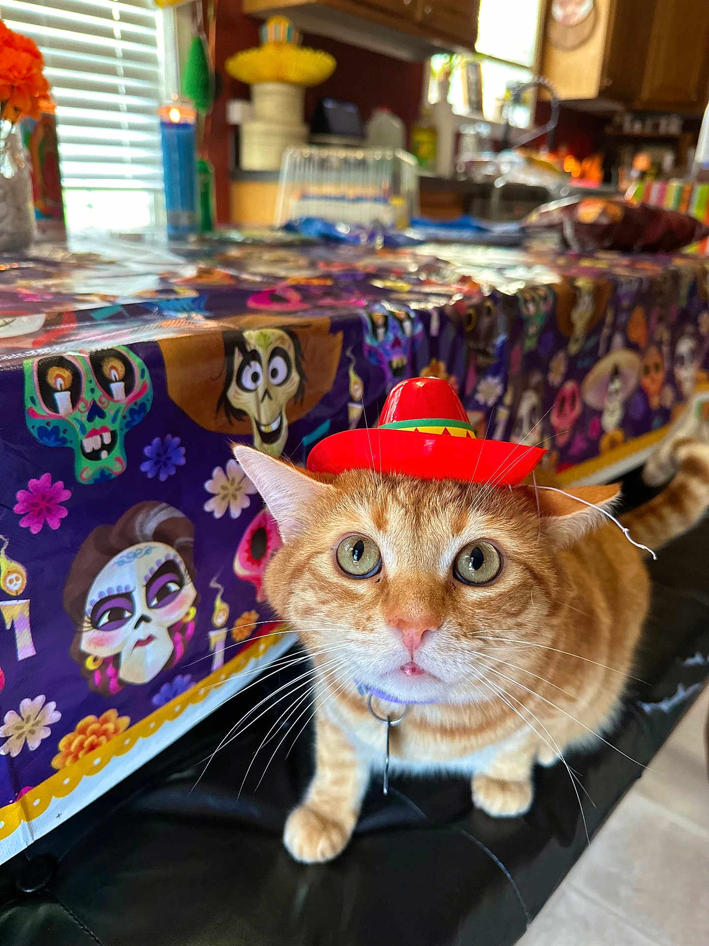 Pumpkin joined the competition — help win amazing prizes! cat, orange_tabby, sombrero, wide_eyes, whiskers, tablecloth, day_of_the_dead, colorful, kitchen, decorations, orange, brown, black_surface, curious, indoor, pet, close_up, feline, hat, holiday_theme