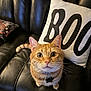 cat, orange_tabby, pet, leather_couch, pillow, indoor, curious, wide_eyes, whiskers, collar, tag, feline, animal, cute, looking_up, fur, domestic_cat, home, close_up, sitting