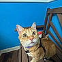 Pumpkin joined the competition — help win amazing prizes! cat, ginger_cat, pet, indoor, bench, wooden_bench, blue_wall, curious, wide_eyes, collar, leash, floor, purse, whiskers, ears, fur, domestic_cat, animal, looking_up, closeup