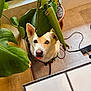 Shaka a rejoint le concours — aidez-le/la à gagner de superbes lots ! animal, cord, cute, dog, floor, green, heterochromia, indoor, leaf, looking_up, pet, plant, playful, pot, table, tile, tongue_out, white, window, wood