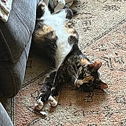 Patches joined the competition — help win amazing prizes! animal, calico, cat, couch, cozy, domestic_cat, feline, floor, fur, home, indoor, lying_down, patterned_rug, paws, pet, relaxed, resting, rug, tabby, whiskers