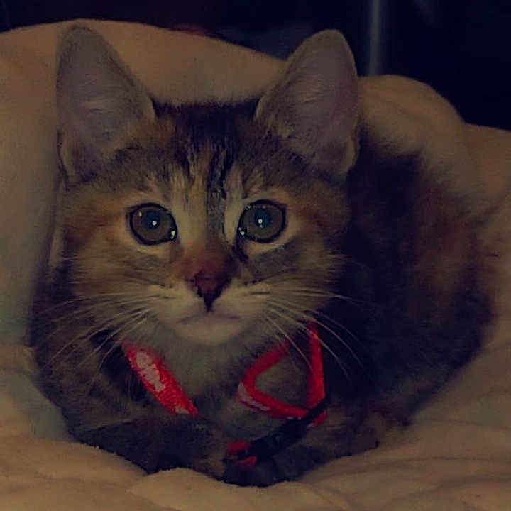 Nébula a rejoint le concours — aidez-le/la à gagner de superbes lots ! bed, bedding, blanket, cat, close_up, collar, cozy, curious, domestic_animal, ears, eyes, fur, indoor, kitten, looking_at_camera, paws, pet, portrait, tabby, whiskers