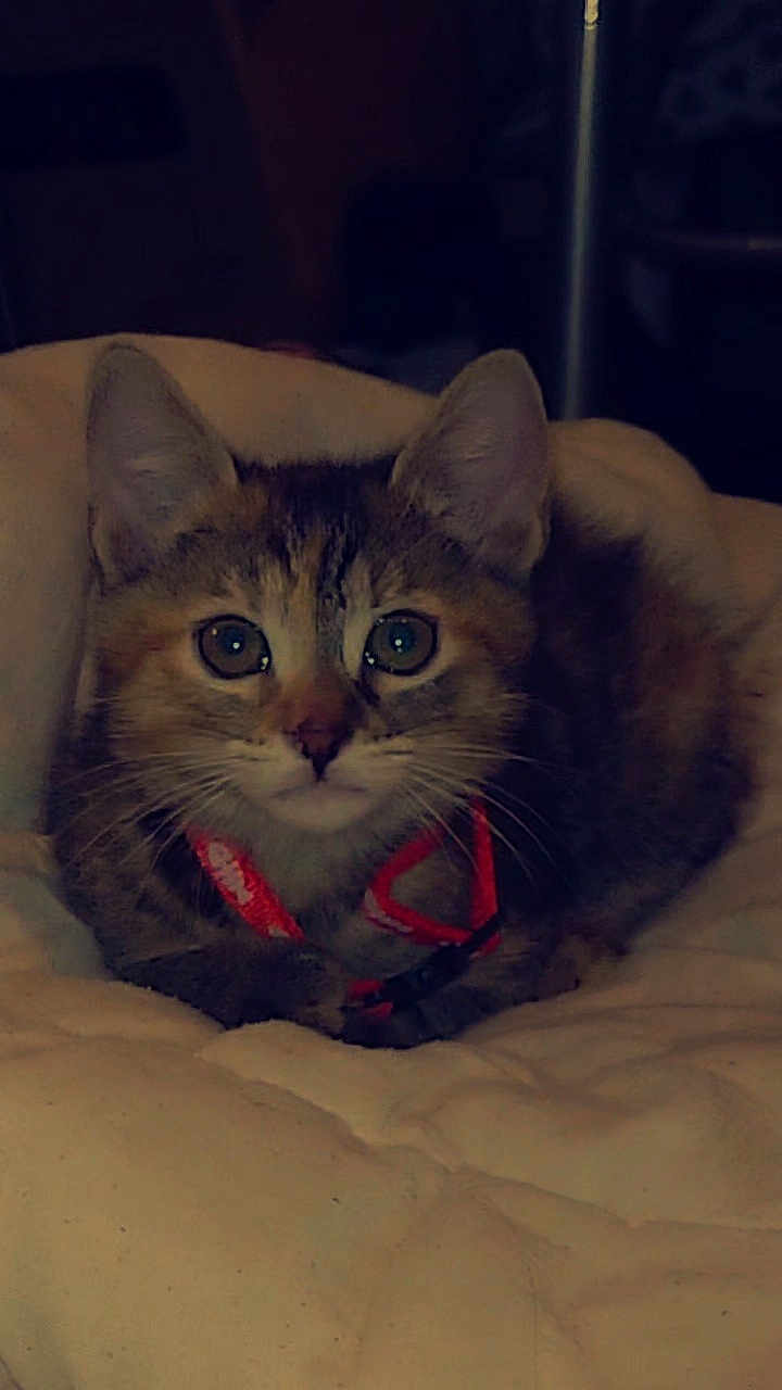 Nébula a rejoint le concours — aidez-le/la à gagner de superbes lots ! bed, bedding, blanket, cat, close_up, collar, cozy, curious, domestic_animal, ears, eyes, fur, indoor, kitten, looking_at_camera, paws, pet, portrait, tabby, whiskers