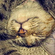 Nébula participe au concours pour gagner de l'argent avec cette photo : cat, tabby, sleeping, close_up, fur, whiskers, paw, relaxed, cozy, texture, fabric, animal, pet, cute, resting, indoor, soft_lighting, mammal, peaceful, face