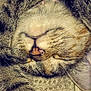 cat, tabby, sleeping, close_up, fur, whiskers, paw, relaxed, cozy, texture, fabric, animal, pet, cute, resting, indoor, soft_lighting, mammal, peaceful, face