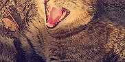 Nébula participe au concours pour gagner de l'argent avec cette photo : cat, tabby_cat, outdoor, grass, dirt, animal, pet, yawning, feline, mouth_open, teeth, tongue, whiskers, fur, striped, nature, resting, closeup, sunlight, ground