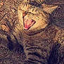 cat, tabby_cat, outdoor, grass, dirt, animal, pet, yawning, feline, mouth_open, teeth, tongue, whiskers, fur, striped, nature, resting, closeup, sunlight, ground
