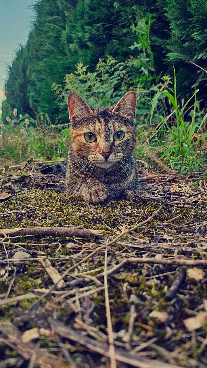 Nébula participe au concours pour gagner de l'argent avec cette photo : cat, tabby, animal, moss, forest_floor, greenery, nature, outdoor, wildlife, alert, whiskers, ears, eyes, mammal, feline, close_up, ground, camouflage, curious, quiet